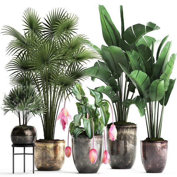 Plantes d'intérieur exotiques en ligne