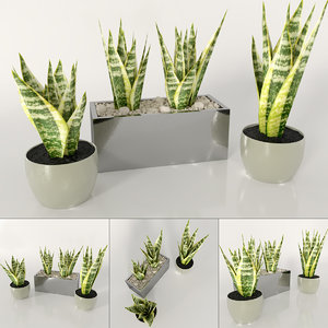 plant sansevieria indoor 3D model