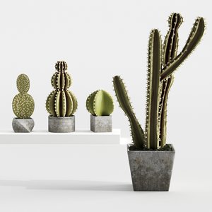 cactus plant 3D model