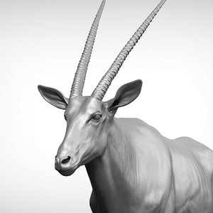 oryx antelope model