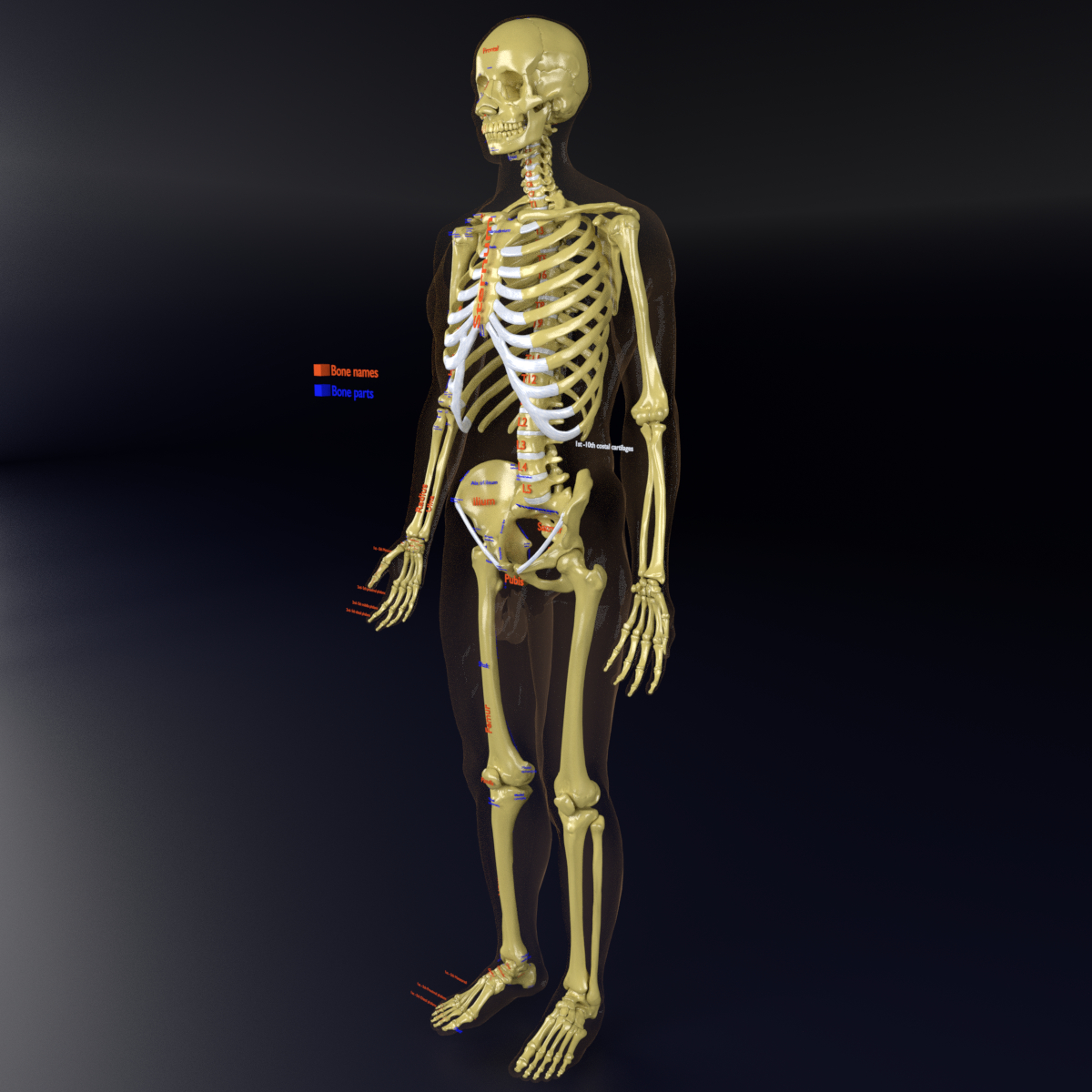 3D model human skeleton labelling parts - TurboSquid 1442514