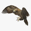 golden eagle animations 3D model