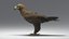 golden eagle animations 3D model