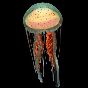 3D purple-striped jellyfish pelagia noctiluca