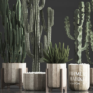 3D model plants exotic cactus