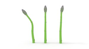 3D asparagus