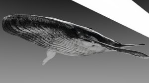 whale 3D model