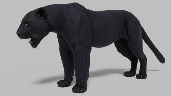 3D Panther Models | TurboSquid