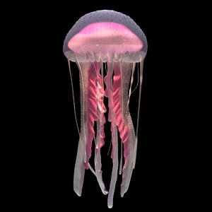3D model purple-striped jellyfish pelagia noctiluca
