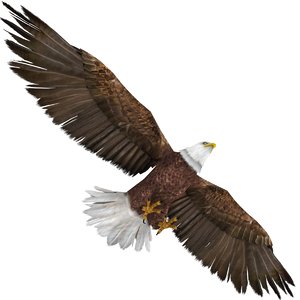 3D eagle bald model