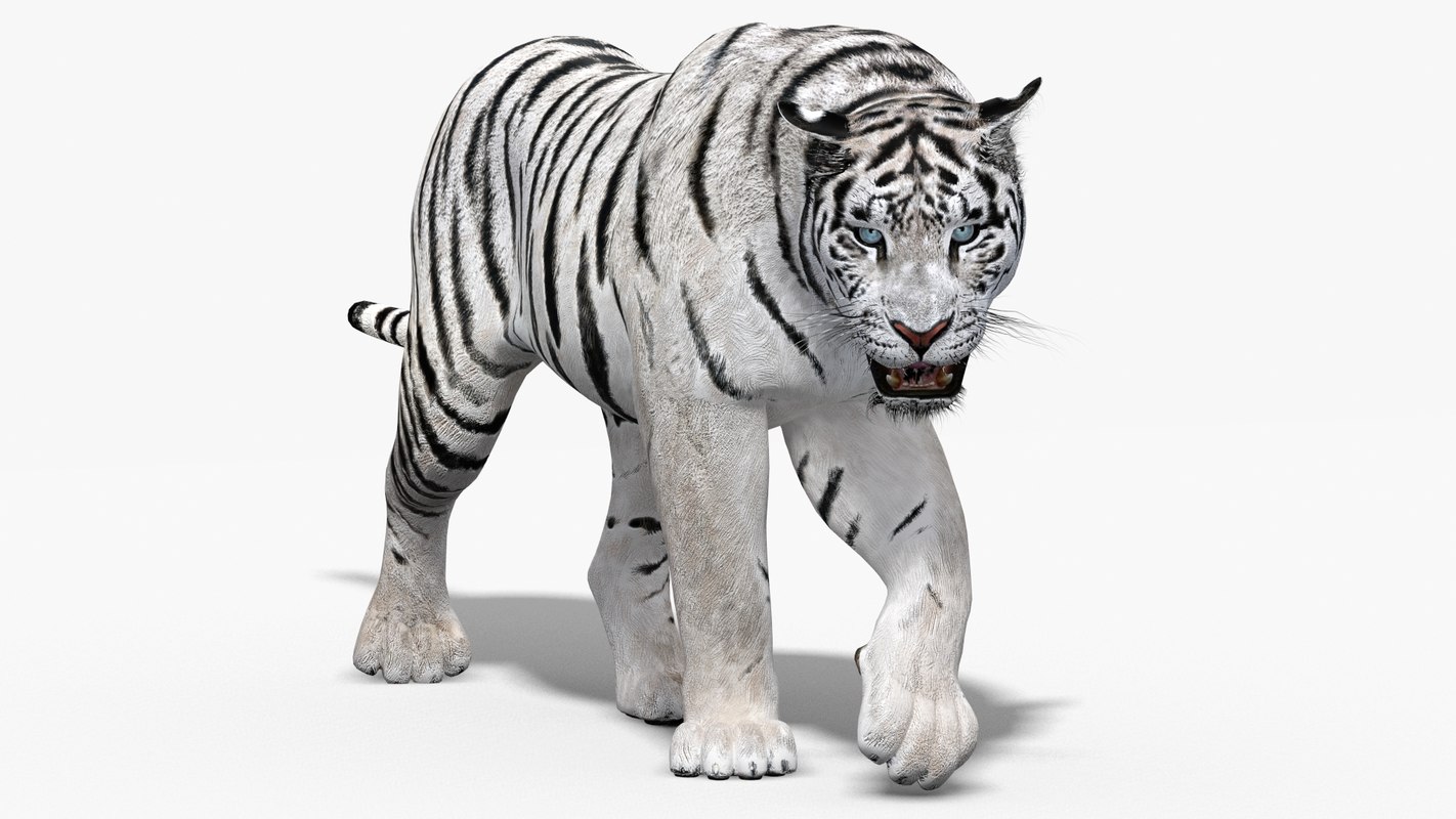 3D white tiger animation TurboSquid 1444091
