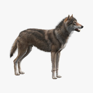 3D realistic wolf