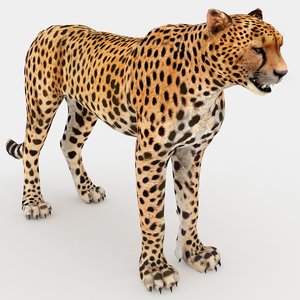 cheetah 3D model