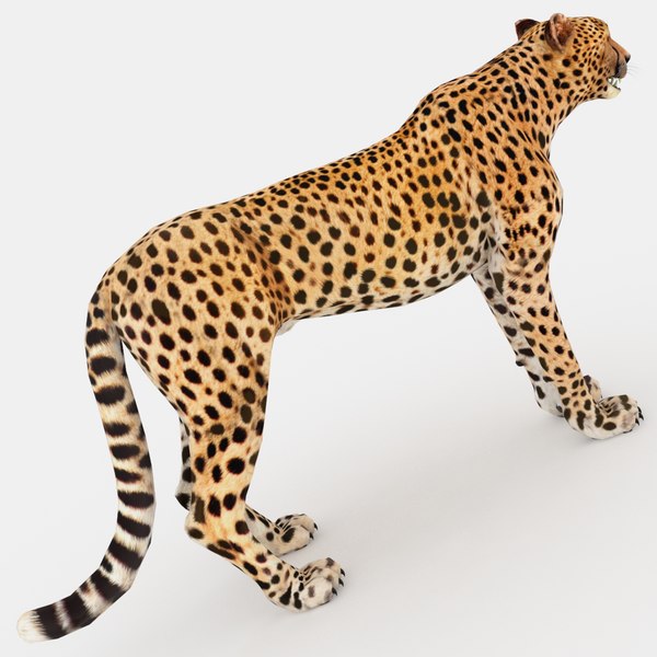 Gepard 3D-Modell - TurboSquid 1437995