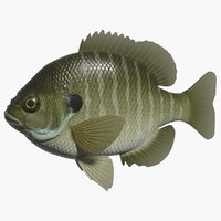 3d bluegill fish lepomis model