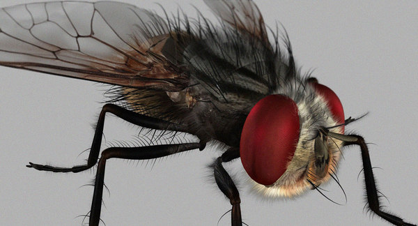 3D housefly