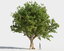 3D trees pack growfx model