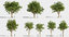 3D trees pack growfx model