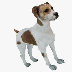 3D model danish-swedish farmdog dog