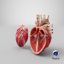 3D model heart anatomical cross section
