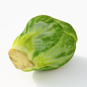 brussels sprout model