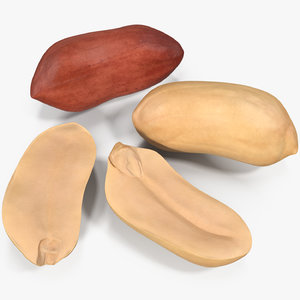 3D peanut seeds 2