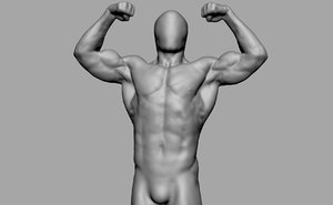 male torso 3D model