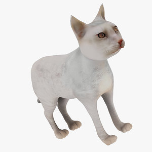 3D white cat