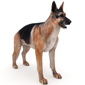 3D german shepherd dog model