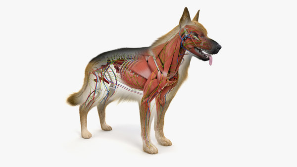 German shepherd anatomy 3D model - TurboSquid 1445554