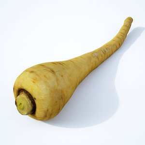 3D parsnip root vegetable