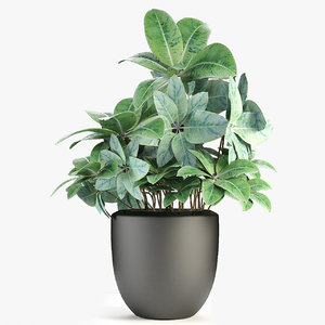 exotic plants palm pot 3D model