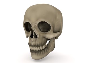 skull blender cycles 3D
