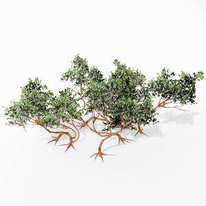 manzanita tree 3D