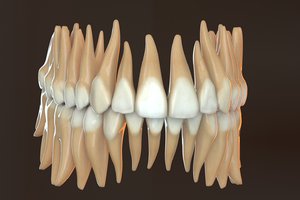 3D model teeth v-ray anatomy dentition