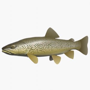 3d brown trout