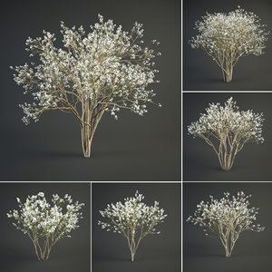 blooming juneberry model