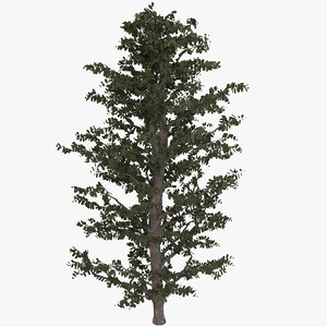 3D tree