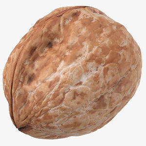 walnut 02 model