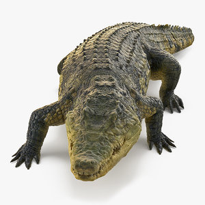 crocodile walking animal rigged 3D model