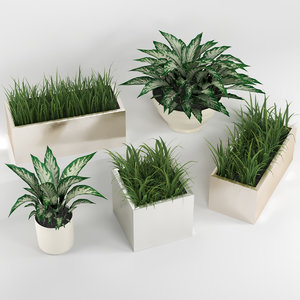 3D indoor plants model