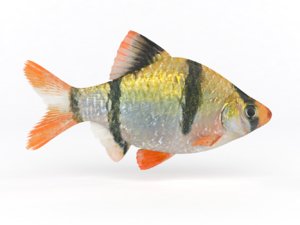 3D tiger barb fish model