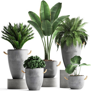 houseplants exotic plants 3D model