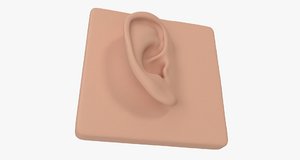 ear 3D model