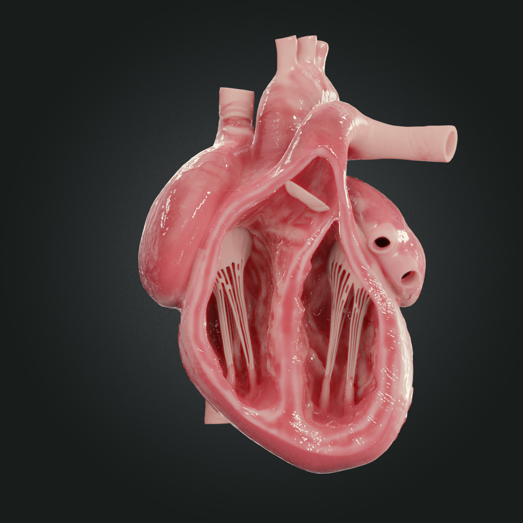 现实的人类心脏3d模型