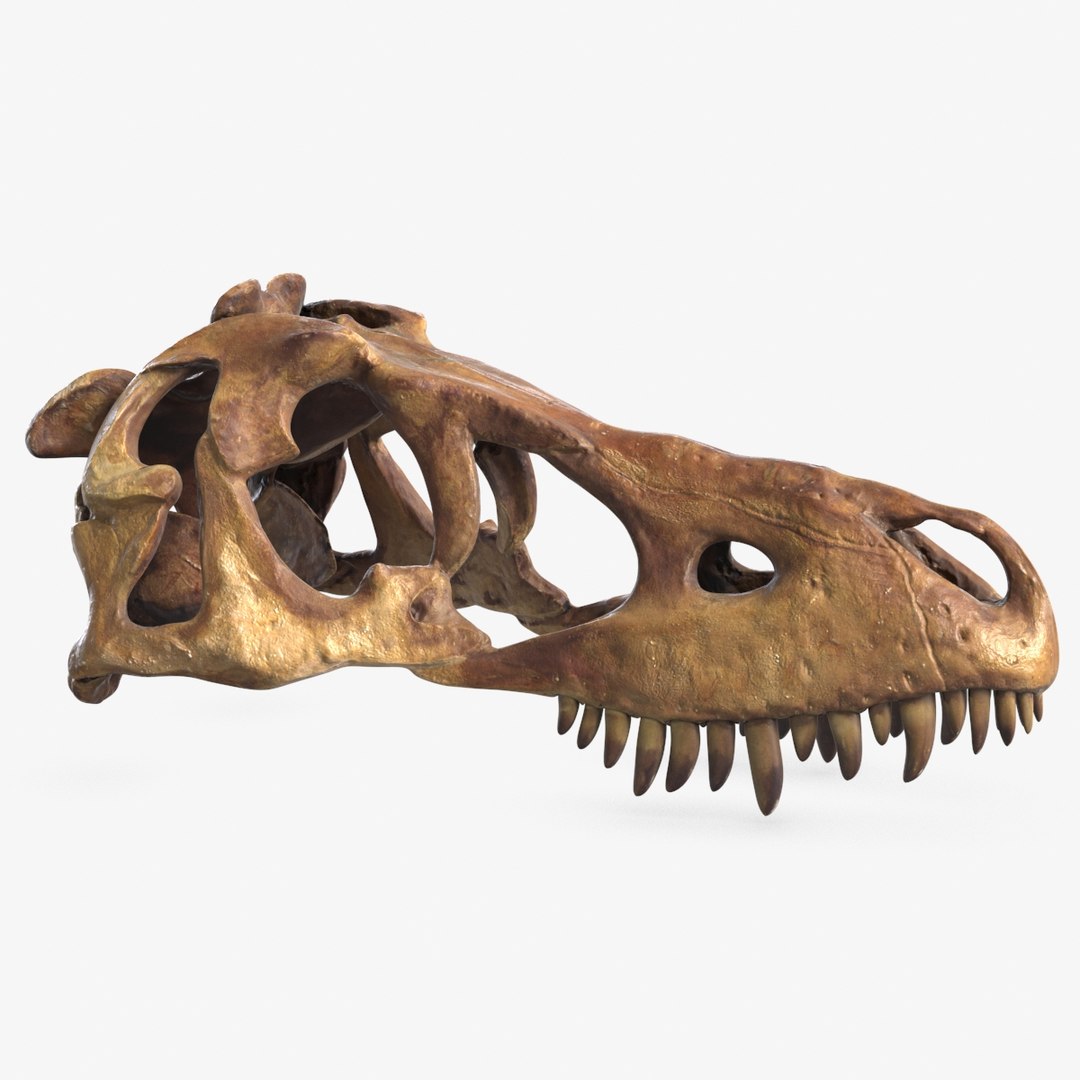 dinosaur with strong skull