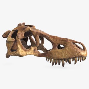 3D dinosaur skull 2 model