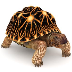 star tortoise 3D model