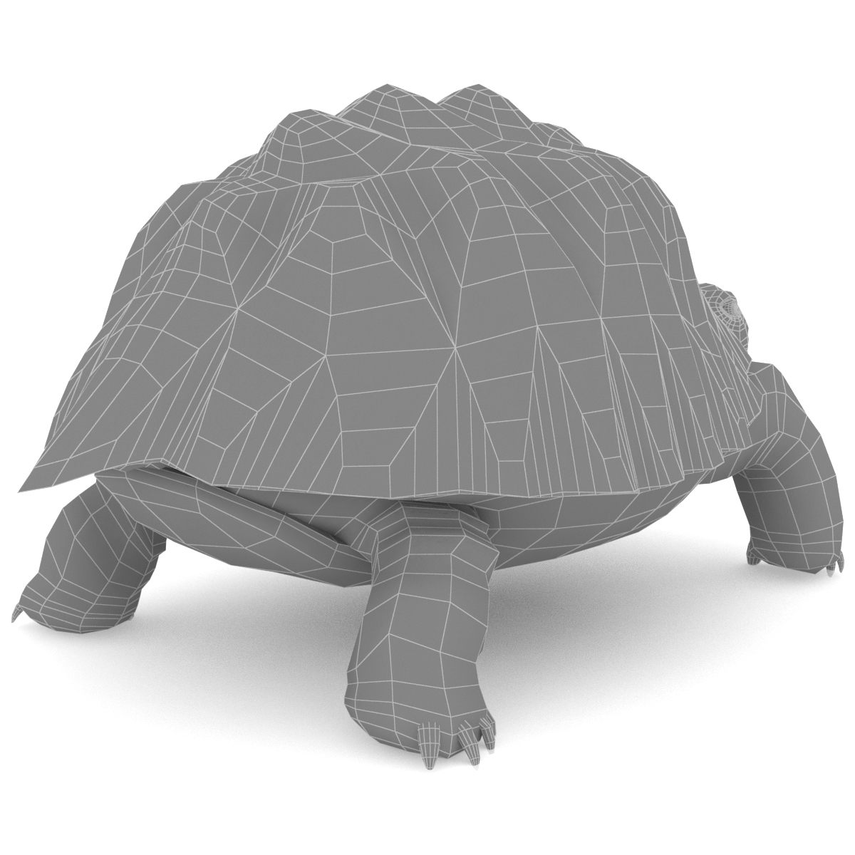star tortoise 3d model