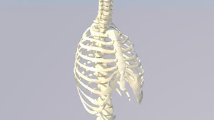 chest thorax bone anatomy 3D model